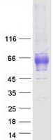 Human ADGRG1 / GPR56 Protein (Recombinant Myc-DDK (Flag))