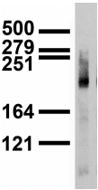 ANK3 / ANKYRIN-G Antibody (clone S106-20)