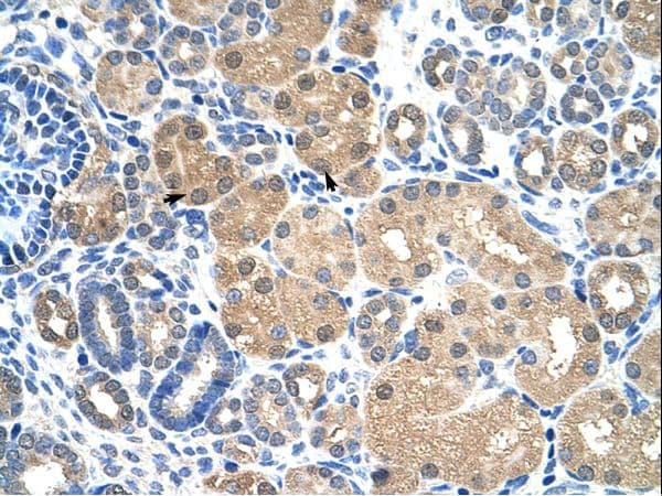 KEAP1 Antibody (aa543-592)