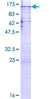 Human PPP1R10 / PNUTS Protein (Recombinant GST)