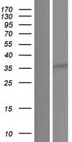 GPN3 Protein (Over-Expression Lysate Myc-DDK (Flag))