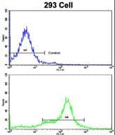 IHC-plus™ KRT10 / CK10 / Cytokeratin 10 Antibody (aa150-179)