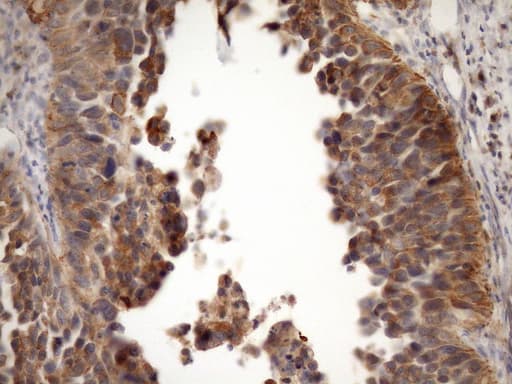 MST1 Antibody (aa194-462, clone OTI1A10)