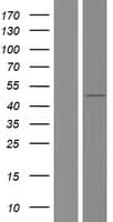 TAF7L Protein (Over-Expression Lysate Myc-DDK (Flag))