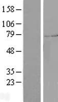 SYTL4 / Granuphilin Protein (Over-Expression Lysate Myc-DDK (Flag))