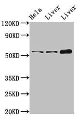 IFIT1 / ISG56 Antibody