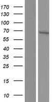 TULP1 Protein (Over-Expression Lysate Myc-DDK (Flag))