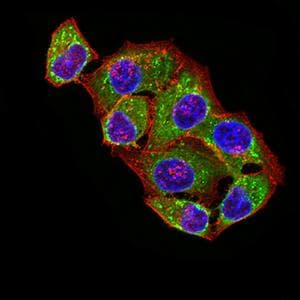 ATPIF1 / ATPI Antibody (clone 1F3B8)