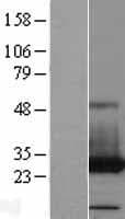PAFAH1B3 Protein (Over-Expression Lysate Myc-DDK (Flag))