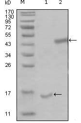 PARL / PSARL Antibody (Amino Acid: 112-167, clone 8C4B2;1H12E10)
