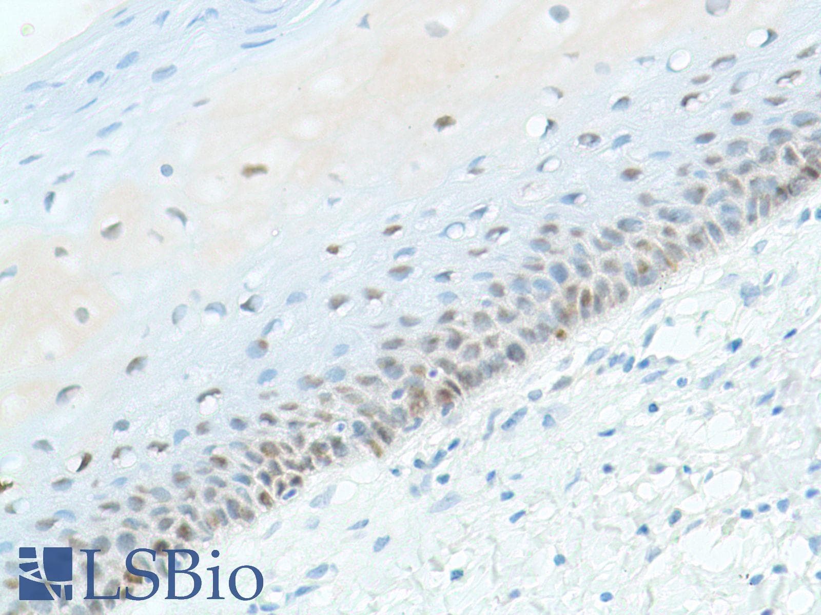 SOX2 Antibody (N-Terminus, clone SP76)