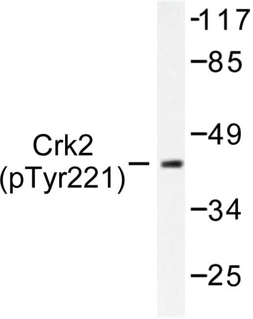 CRK Antibody (phospho-Tyr221)