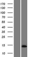 C14orf178 Protein (Over-Expression Lysate Myc-DDK (Flag))