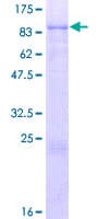 Human LRRN2 / GAC1 Protein (Recombinant GST)