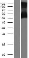 TBC1D10A Protein (Over-Expression Lysate Myc-DDK (Flag))