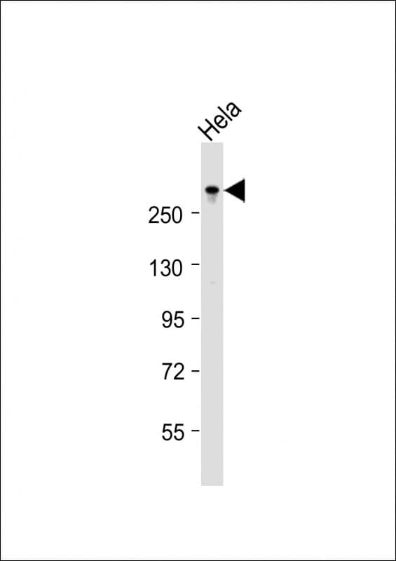 TPR Antibody (aa2026-2060)