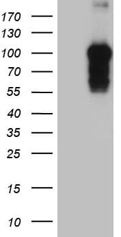 BEGAIN Antibody (aa374-517, clone OTI4E8)