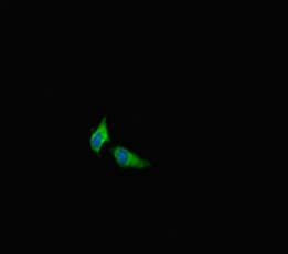 Polyclonal Rabbit anti-Human C13orf39 Antibody (IHC, IF)