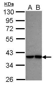 ISGF3 / IRF9 Antibody