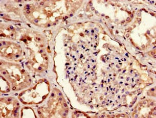 MBD1 Antibody