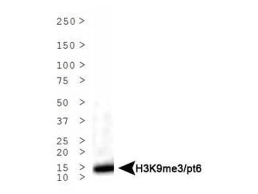 HIST3H3 Antibody (phospho-Thr6/Me3-Lys9)
