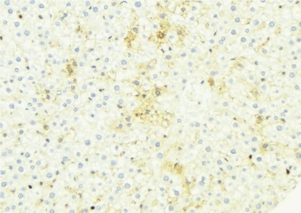 Polyclonal Rabbit anti-Human CHST13 Antibody (IHC, IF, WB)