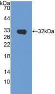 SIRT5 / Sirtuin 5 Antibody (aa37-310, APC)