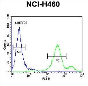 EBPL Antibody (aa177-206)
