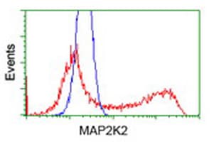 MAP2K2 / MKK2 / MEK2 Antibody (clone OTI8G6)