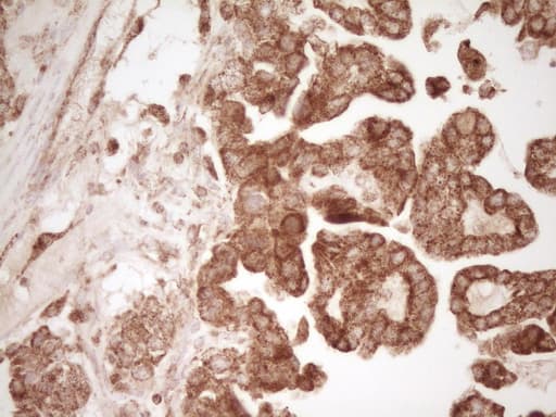 CD40 Antibody (aa21-166, clone OTI8B8)