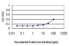 AKT1 Antibody (clone 2H1)