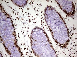 FBXW7 / FBW7 Antibody (aa1-354, clone OTI6F5)