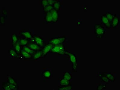 DACH / DACH1 Antibody