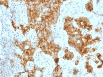 ITGAX / CD11c Antibody (aa600-850, clone ITGAX/1243, Azide-free, BSA-free)