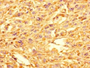 GOLPH3L Antibody