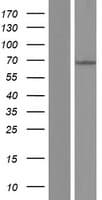 MKS1 Protein (Over-Expression Lysate Myc-DDK (Flag))