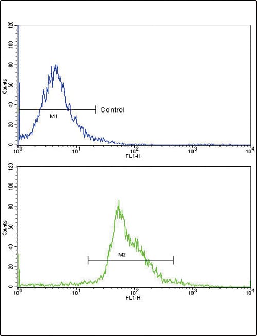Polyclonal Rabbit anti-Human PAX4 Antibody (aa171-200, IHC, WB)