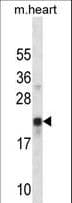 CREG / CREG1 Antibody (aa17-45)