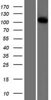 Human VPS18 Protein (Over-Expression Lysate Myc-DDK (Flag))