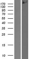 CDC42BPA / MRCK Protein (Over-Expression Lysate Myc-DDK (Flag))