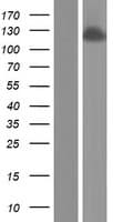 ANKFY1 Protein (Over-Expression Lysate Myc-DDK (Flag))