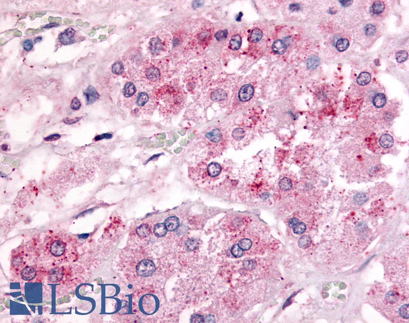 IHC-plus™ GPR182 / ADMR Antibody (Extracellular Domain)