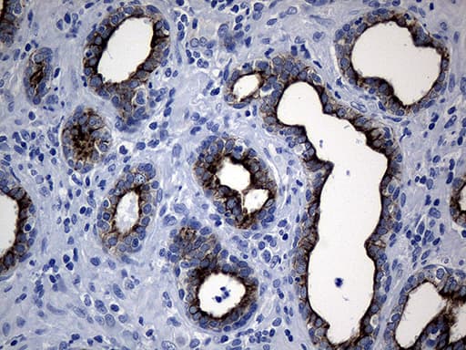 Monoclonal Mouse anti-Human CEP63 Antibody (clone OTI1C7, Carrier-free, IHC, WB)