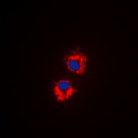 KIF11 / EG5 Antibody (C-Terminus)