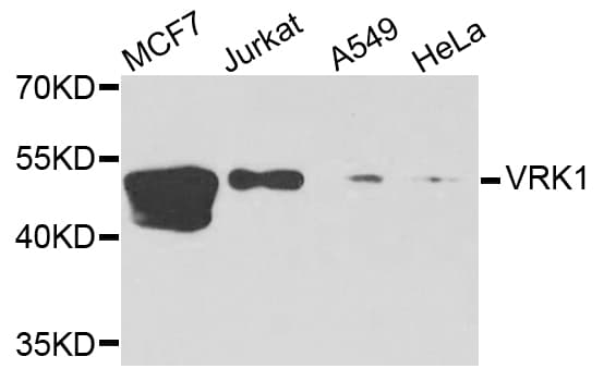 VRK1 Antibody