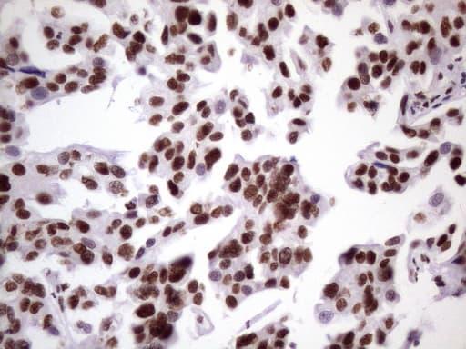 NUDT21 Antibody (aa2-227, clone OTI13H1)
