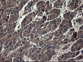 IDO1 / IDO Antibody (clone OTI1E11)
