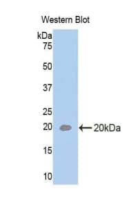 IL-33 Antibody (aa110-261)
