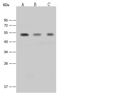 Polyclonal Rabbit anti-Human PYGO2 / Pygopus 2 Antibody (Preservative Free, IF, WB)
