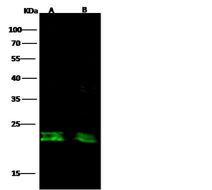 CD3D Antibody (Preservative Free)